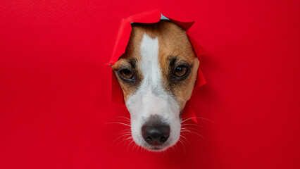 Funny Jack Russell Terrier dog sticks out through a red cardboard background. Copy space. 