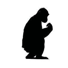Solid black silhouette of a chimpanzee grooming