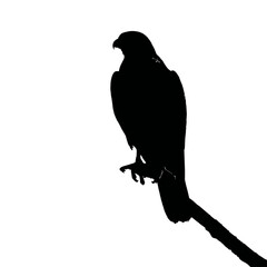 Solid black silhouette of a falcon perching