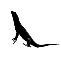 Fototapeta premium Solid black silhouette of a lizard basking