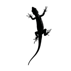Solid black silhouette of a lizard climbing