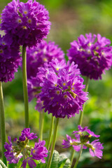 Blooming purple primrose flower in the spring garden