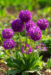 Obraz premium Blooming purple primrose flower in the spring garden
