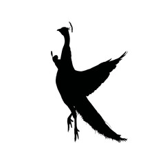 Solid black silhouette of a peacock dancing