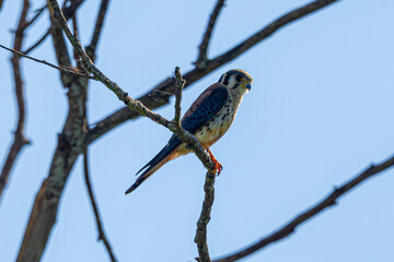 Falco sparverius resting on branch of a dry tree, in a blue sky day, sunny, beautiful day.