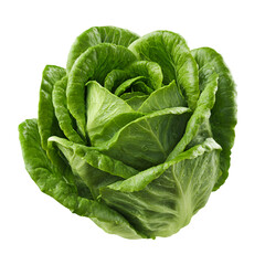 Fototapeta premium Fresh Green Lettuce Rose Shaped Vegetable Food Nature