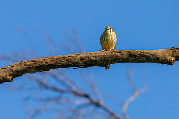 Falco sparverius resting on branch of a dry tree, in a blue sky day, sunny, beautiful day.