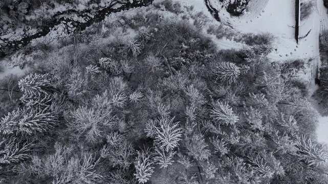 Drone inverno alberi