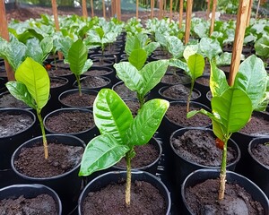 Lush Green Saplings in Nursery Pots, Vibrant Young Plants Growing in Rows