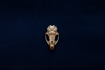 Skull of a mouse, mammal skeleton, the rodent is a very easy prey for many animals.