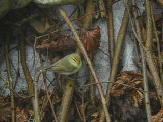 natural phylloscopus collybita bird photo