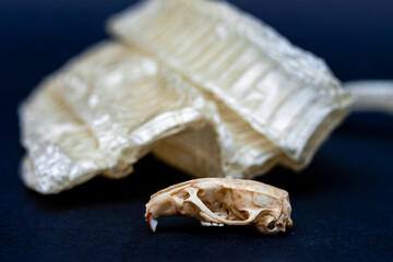 Snake skin and rat skull exchange, ecdysis, snakes, reptiles.
