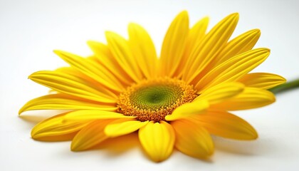 Obraz premium Vibrant yellow daisy flower. Macro shot reveals detail. Petals, green core. Isolated on white background, showcasing natural beauty. Sunny summer floral photo for design, decoration.