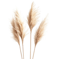 Pampas grass plumes beige isolated on transparent background