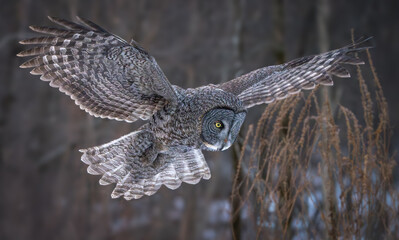 Great Gray Owl hunting