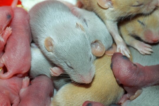 beautiful mouse babies, tame mice