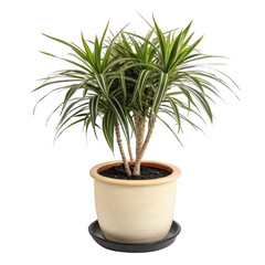 Fototapeta premium Dracaena plant in a pot isolated on a transparent background