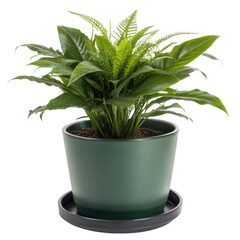 Fototapeta premium Peace lily and fern houseplant in a green pot isolated on a transparent background