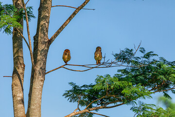 The Burrowing Owl, also called Field Caburet, Beach Owl, Field Owl, Miner , is called the 
