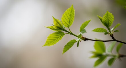 New Spring Leaves Branch Soft Light - Symbolizing new beginnings, growth, nature, spring, and renewal. Fresh green leaves on a branch, bathed in soft light