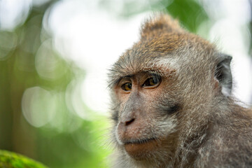 macaque close up