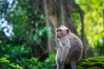 macaque in jungles