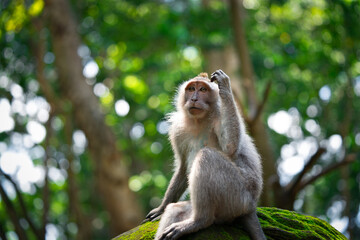 macaque on the branch