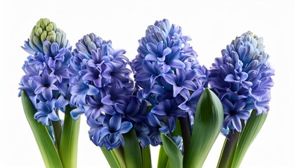 Fototapeta premium hyacinth blue flowers with green leaves isolated on white background