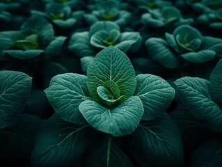 Obraz premium Rows of cabbage with dewdrops at dawn, symmetrical patterns and low-angle light
