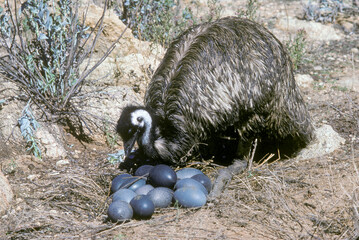 Male emus sitting on a clutch of eggs in outback New South Wales, Australia.