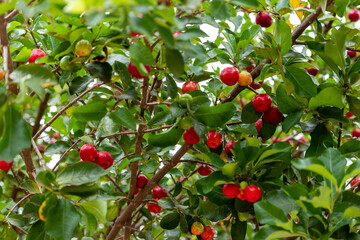 Beautiful and tasty Acerola (Malpighia emarginata) on the tree. Sweet and tasty fruits, great for making juice and eating fresh. Originally from Antilles, Central, North and South America