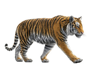 Obraz premium Walking tiger Isolated on White Background majestic predator in motion wildlife illustration