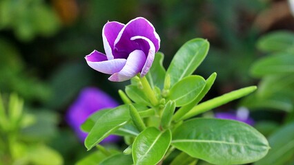Purple flower with green leaves