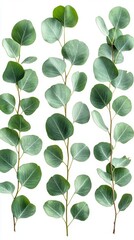Set of green eucalyptus leaves  isolated on white background with clipping path. Full Depth of field. Focus stacking. PNG