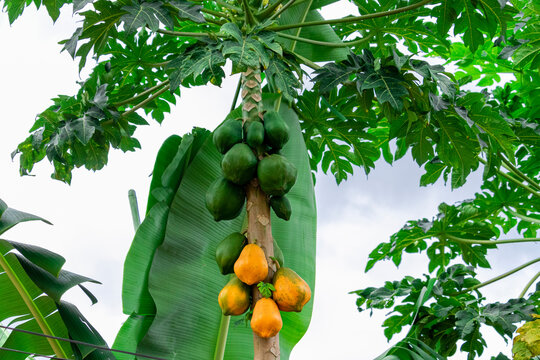 Papaya tree with various fruits and a beautiful blue sky background