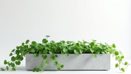 Indoor planter with green vines arrangement. Minimalist decorative design. Fresh aesthetic with vibrant green leaves, concrete planter on white backdrop. Modern interior, home decor, perfect for