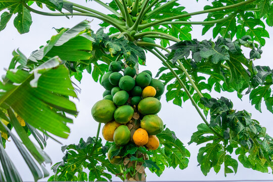 Papaya tree with various fruits and a beautiful blue sky background