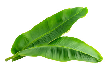 Obraz premium Two banana leaves close up on transparent background