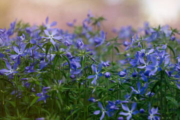 Fragrant blue matthiola, evening stock, flowers in the garden	
