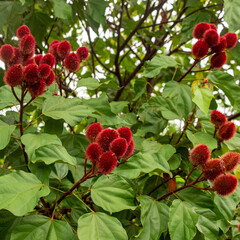Achiote (Bixa orellana) is a large shrub or small tree produces spiny red fruits popularly called 