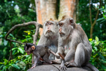 macaque family