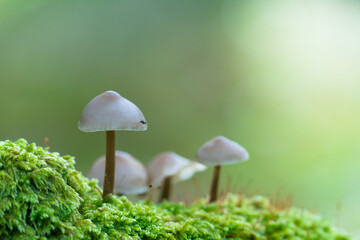 Little Lilac Bonnet mushroom's also known as Mycena pura