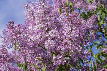 Blooming Lilac in Spring Sunlight