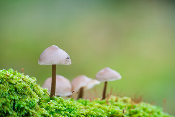 Little Lilac Bonnet mushroom's also known as Mycena pura