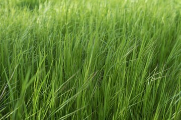 Nature Texture Background – Tall Green Grass