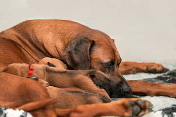 Nurturing a Loving Dog with Adorable Puppies in a Warm and Cozy Atmosphere Filled with Joy