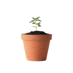Fototapeta premium Small plant in terracotta pot against black background showing new growth