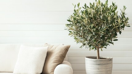 Mid-size olive tree placed against a white shiplap wall in a cozy room