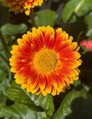 Close up of beautiful orange and yellow Gerber