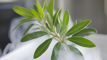 Obraz premium Vibrant Green Leaves in Misty Setting Botanical Close Up